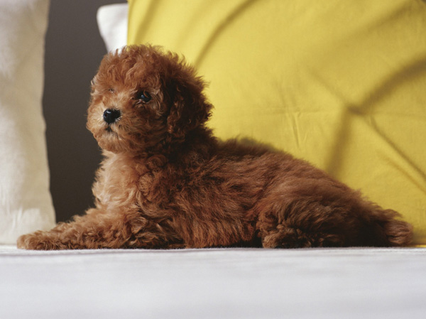 Shared facilities.  [Pet symbiosis Mansion] And pet heal the mind as a member of the family, We could live together. The site, It offers a foot washing area for pets.  ※ Pet type and size, There is a limit, such as the number. For more information, Please ask the attendant. (The photograph is an example of a pet that can be breeding)