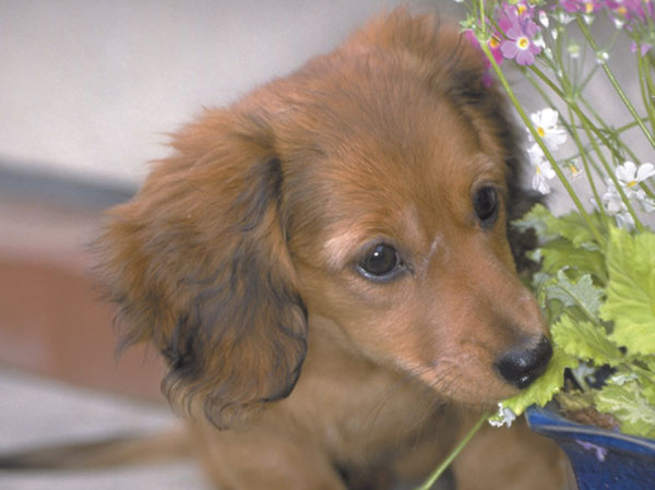Common utility.  [Living with pets] In accordance with the management contract, It is possible the lives of the loving pet.  ※ The photograph is an example of a pet frog.