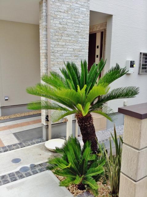 Other. Planting planted the Asian system as an image is very fashionable