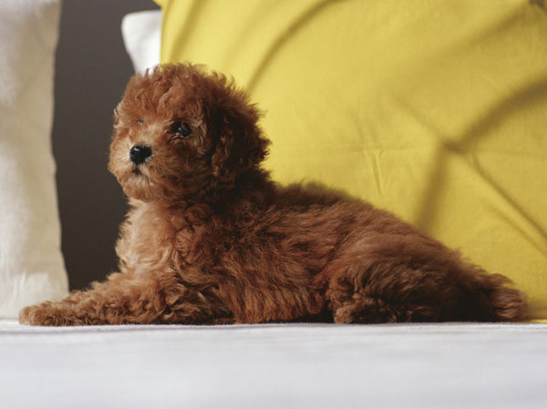 Common utility.  [Pet symbiosis Mansion] And pet heal the mind as a member of the family, We could live together. The site, It offers a foot washing area for pets.  ※ Pet type and size, There is a limit, such as the number. For more information, Please ask the attendant. (The photograph is an example of a pet that can be breeding)