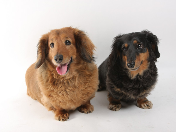 Features of the building.  [Pets live Allowed] I could live to be an important member of your family pet.  ※ The photograph is an example of a pet frog.  ※ For a pet that can keep you there is a limit. For more information, please contact the person in charge.