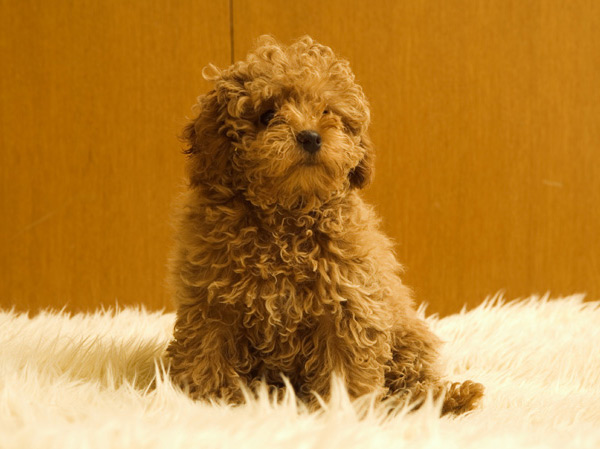 Other.  [You can live with a pet] There is also a member of the important family, It is possible to live with dogs and cats.  ※ Breeding can be kind, size, There is a limit to the number. The photograph is an example of a pet frog.