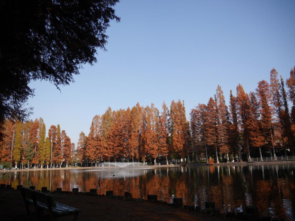 Other. Mind is calm and watch the there is also a fountain of water up is swimming in swamp