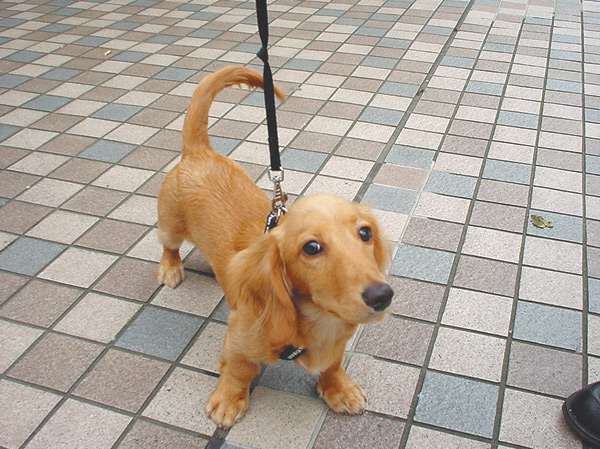 Other.  [Pet breeding Allowed] It is a member of an important family, I could live with a pet.  ※ Type for pet breeding ・ There is a limit to the size or the like. The photograph is an example of a pet frog.
