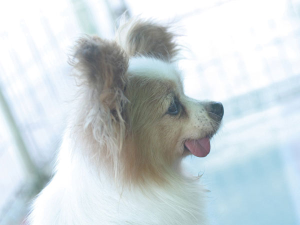 Other.  [Pet foot washing place] Set up a pet-only foot washing area. You can easily wash the feet to walk the way home, You can keep clean the common areas and interior. (An example of photo frog pet) ※ Breeding can pet type ・ size ・ There is a limit, such as the number. Please check with the clerk for more information)