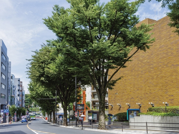 Route to the local, Zelkova trees of Kenchodori. The "not facing" to this avenue is the major feature of the property (about 60m from local)