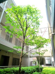 Other. ◆ Courtyard plugging of light ◆