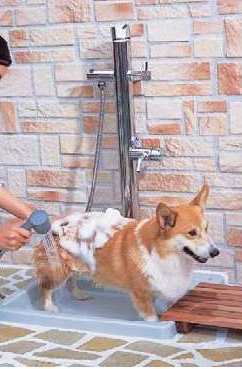 Other common areas. It is an image view. Pet foot washing place! 