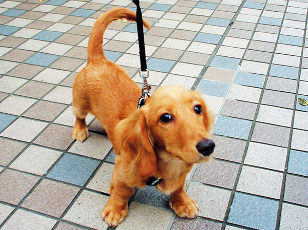 Pet.  [Pets live Allowed] Guests can enjoy living with pets.  ※ There is a condition to the pet type and size, etc.. For more information, please contact. The photograph is an example of a pet frog.