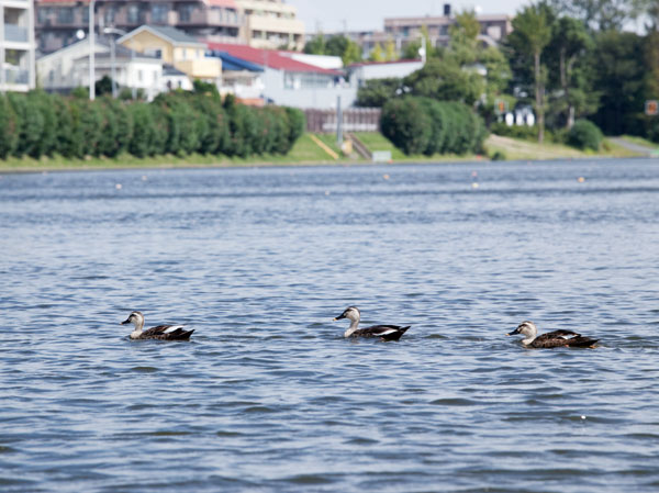 Surrounding environment. Todakoen (26-minute walk / About 2060m)