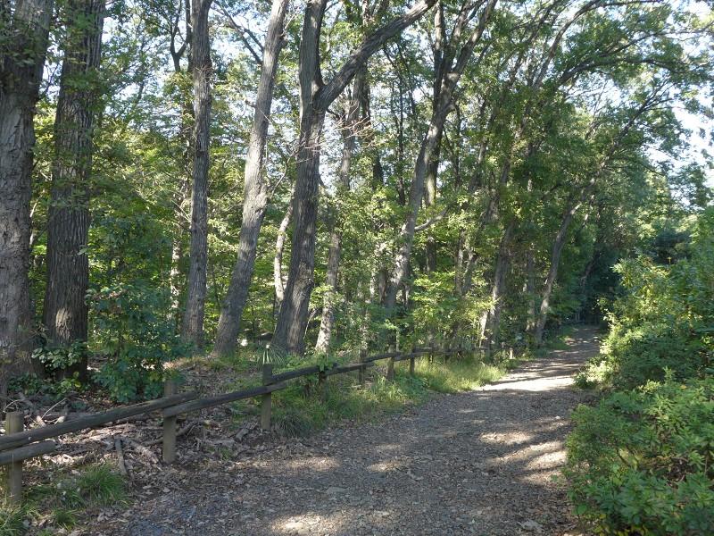 Other. Forest Arahata