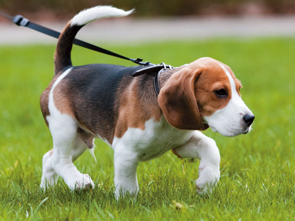 Other.  [Pet foot washing place] Offer a convenient pet dedicated foot washing area after the pet walk. So that can use both hands, We established a lead hook.  ※ The image is an example of a pet frog.