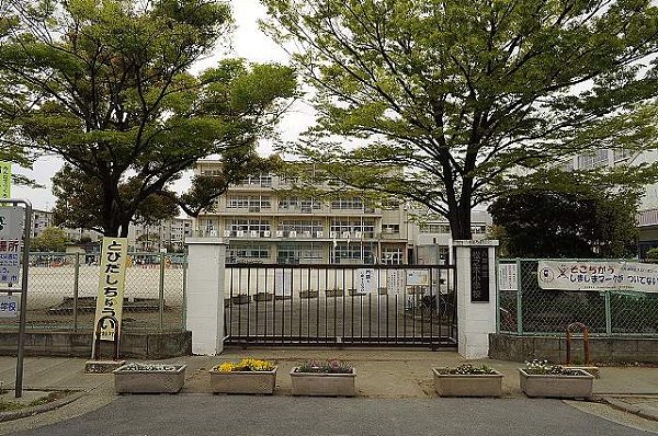 Primary school. Pine trees up to elementary school (elementary school) 550m