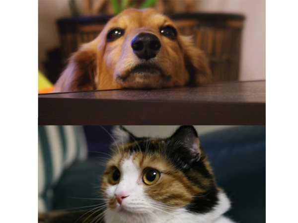 Features of the building.  [Live with pets] In accordance with the rules, You can be reared in peace.  ※ The breeding of pets, There is a management regulations. For more information, please check the sales representative.  ※ The photograph is an example of a pet frog.