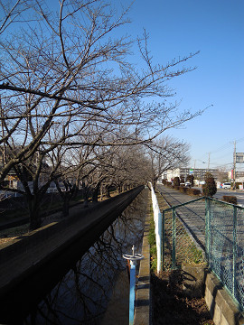 Other. Sakura Street Cherry blossoms in spring is beautiful