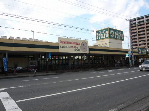 Supermarket. Potato three kindergartens store up to (super) 523m