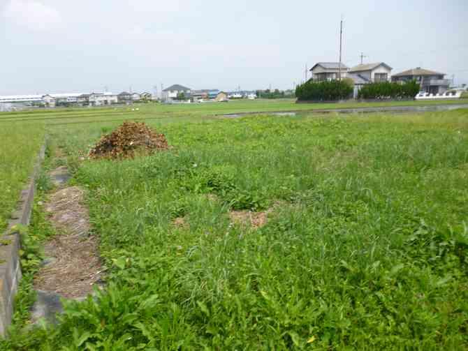 Local land photo. Local (June 2012) shooting
