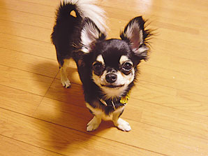 Other.  [Installing a pet of foot washing place] You can live with a pet that gives us peace. further, Since we have established a pet of foot washing place on site, Please use after your walk.  ※ Image Photos. Since the pet there is a limit, For more information, please contact the person in charge.