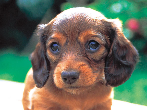 Common utility.  [Pet foot washing place] Installing a foot washing area for pets on the first floor. Are people who do not kept with people who keep pets, We aim to comfortably live living environment to each other.  ※ We will comply with, such as management contract with respect to pet breeding.  ※ Published photograph of is an example of a pet frog.