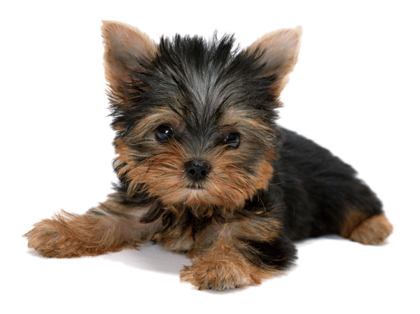 Other.  [We could live with precious pet]  ※ Based on the management contract. The photograph is an example of a pet frog.