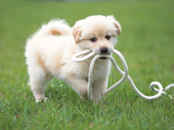 Other.  [I could live with a pet] We will deliver the people to safe and comfortable apartment life also live with important partners such as dogs and cats.  ※ type ・ Please contact an attendant details, because there is such as to limit breeding population. (The photograph is an example of a pet frog)