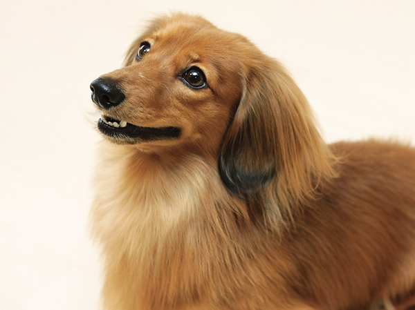 Features of the building.  [Pets Allowed Mansion] Also we could live together in peace precious pet. Also, We have established a convenient pet foot washing place.  ※ Pet type ・ size ・ There is a limit in terms such as population. For more information, please contact the person in charge. The photograph is an example of a pet frog.