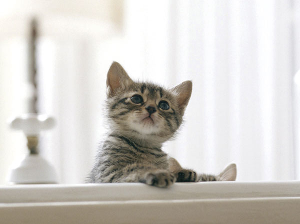 Other.  [Pets can live] You can live with a member of the important family pet. Also, It was adopted Pet Friendly Elevator.  ※ The size of the pet ・ type ・ Suto to there are restrictions. For more information, please contact the person in charge.  ※ The photograph is an example of a pet frog