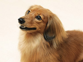 Other.  [Pet Friendly] It is a mansion to live with a member of your family pet.  ※ The photograph is an example of a pet frog.