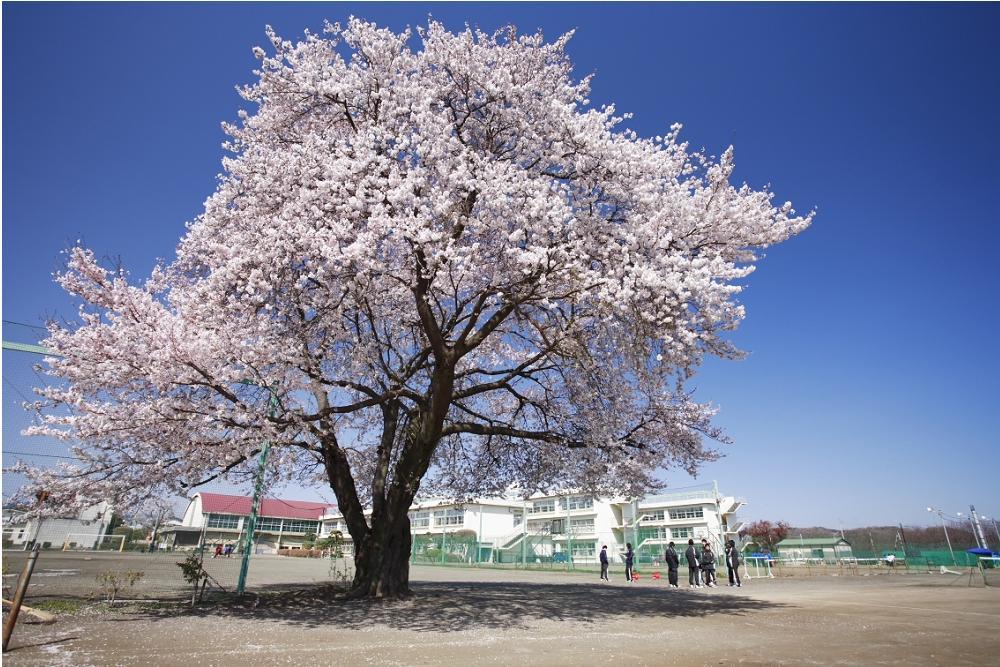 Junior high school. Akio until junior high school 947m