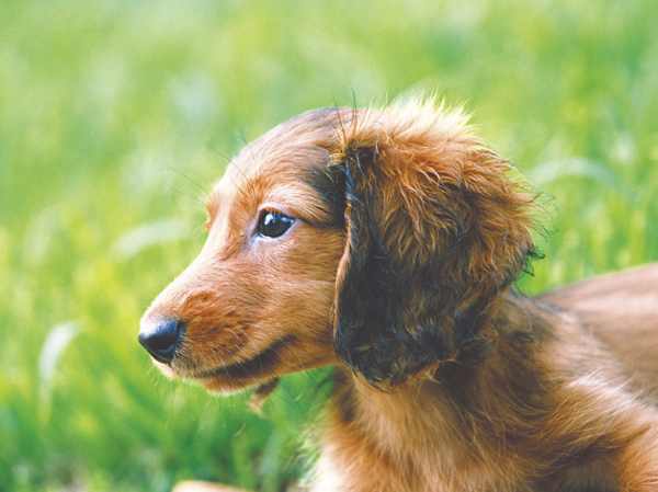 Other.  [Pet Friendly] It is a mansion to live together pets and is a member of the family. But, type ・ There are restrictions on the size etc..  ※ For more information, please contact us.  ※ The photograph is an example of a pet frog.