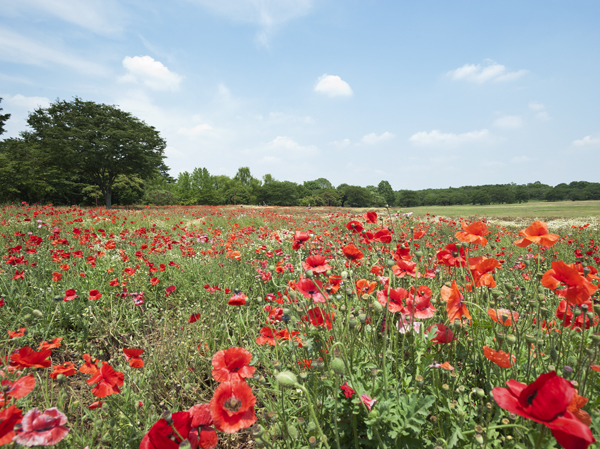 Surrounding environment. Showa Memorial Park / Walk 13 minutes (about 1000m)