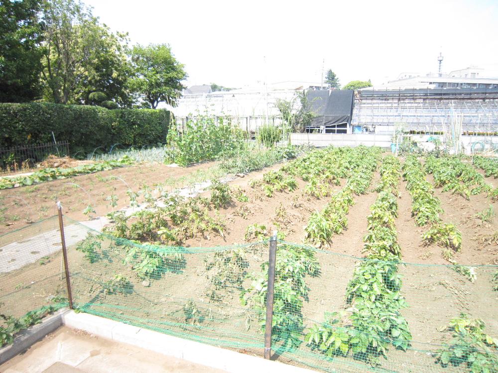 Local land photo. Local (June 2013) Shooting