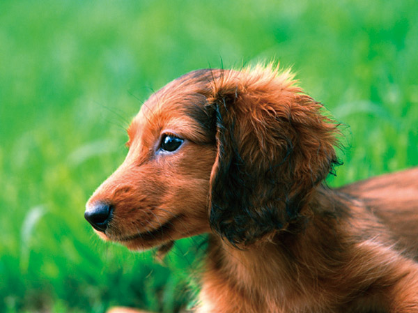 Other.  [Pet breeding Allowed] In accordance with the management contract, We can live together in a precious pet and dwelling unit.  ※ Published photograph of is an example of a pet frog.