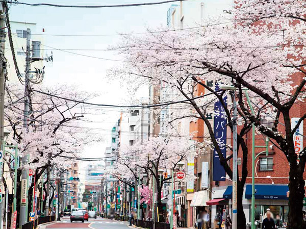 Surrounding environment. Cherry trees (1-minute walk / About 20m)