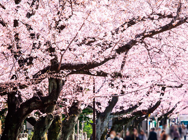 Surrounding environment. Yanaka Cemetery Sakura Avenue (6-minute walk / About 450m)