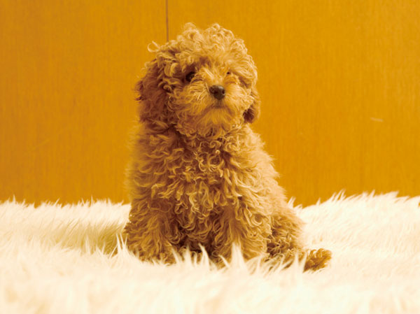 Other.  [Pets live possible] Pets also important family. I think so you can live in the pet in the "Lions Tokyo Minowa Residence".  ※ The size of the pet ・ type ・ Suto to there are restrictions. For more information, please contact the person in charge.  ※ The photograph is an example of a pet frog.