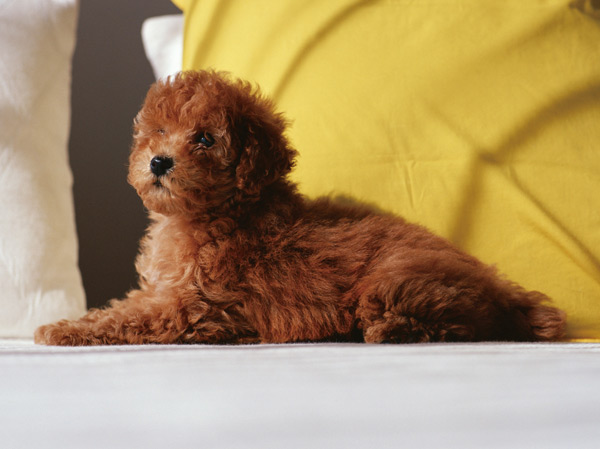 Common utility.  [Pet symbiosis Mansion] And pet heal the mind as a member of the family, We could live together. The site, It offers a foot washing area for pets.  ※ Pet type and size, There is a limit, such as the number. For more information, Please ask the attendant. (The photograph is an example of a pet that can be breeding)