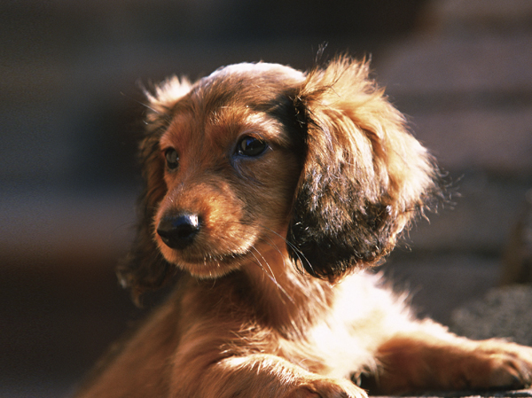 Other.  ["Pet" can live together] As a member of the family, This apartment can live with cute pet. Also, Also provided pet dedicated foot washing place in the common areas.  ※ Breeding can pet type, size, There is a limit, such as the number. Detail is, Please refer to the pet breeding bylaws of the management contract. For more information, please check with attendant.  ※ The photograph is an example of a pet frog.