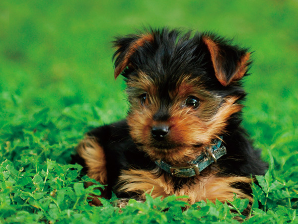 Other. (Shared facilities ・ Common utility ・ Pet facility ・ Variety of services ・ Security ・ Earthquake countermeasures ・ Disaster-prevention measures ・ Building structure ・ Such as the characteristics of the building)