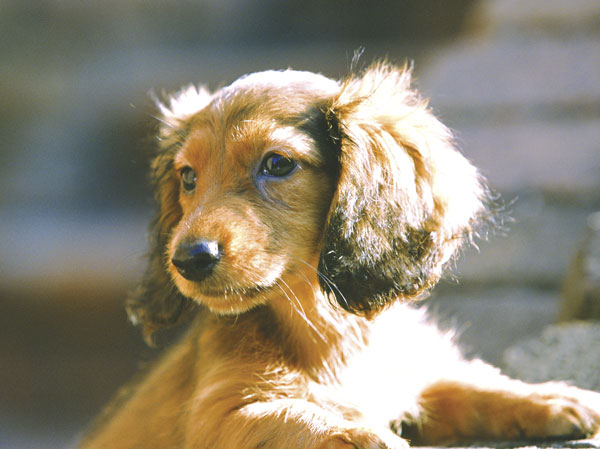 Other.  [Fun life to spend with love pets] Precious pets, You can live as a member of the family.  ※ Possible breeding until two dogs medium dogs. For more information, please contact the person in charge.  ※ The photograph is an example of a pet frog.