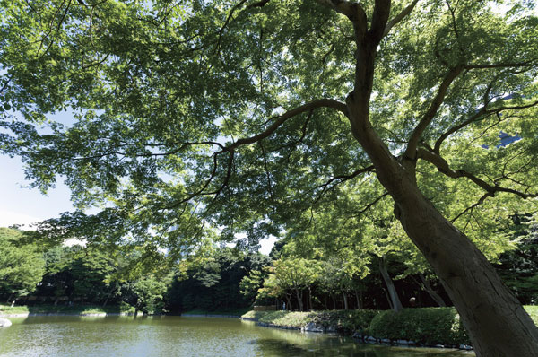 Building structure. Koishikawa Botanical Gardens / Edo Periodese garden to be derived from the fact that has been opening of the park in order to grow the plant to become a medicine. Extensive grounds surrounded by beautiful green, There is also the resting place of Bunkyo Kumin.  ※ About than local 1190m (15 minutes walk)
