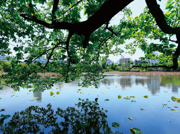 Surrounding environment. Shinobazunoike (about than local 550m)