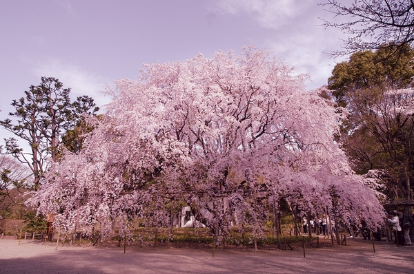 Location that feels familiar four seasons in "Rikugien" inner city, which is also known as cherry blossoms