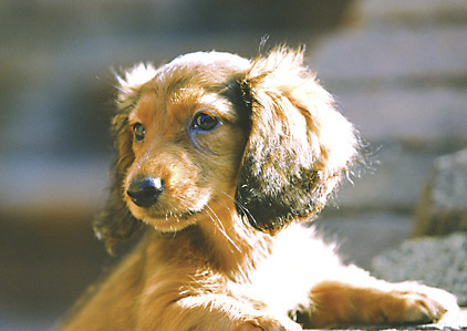 Other.  [Fun life to spend with love pets] Precious pets, You can live as a member of the family.  ※ It is possible breeding up to two dogs medium dogs. For more information, please contact the person in charge. The photograph is an example of a pet frog.