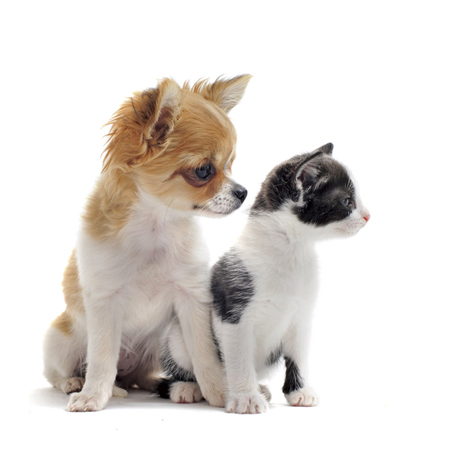 Other.  [Pets welcome breeding] <Myogadani Brands Bunkyo> is, This apartment to be able to live and is also a member of the important family pet.  ※ Photo, Frog is an example of a pet.   ※ Pet type ・ Size and may manage the Covenant of.