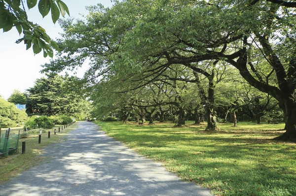 Other. Koishikawa Botanical Garden (a 12-minute walk / About 920m)