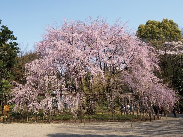 Rikugien (about 280m, 4-minute walk)
