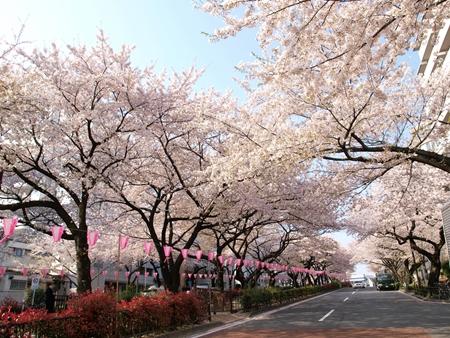 park. 325m to Harima slope Sakura Namiki