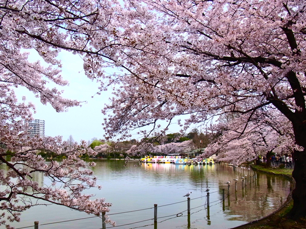 Surrounding environment. Ueno Park (about 670m ・ A 9-minute walk)