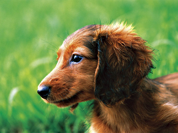 Other.  [Pet breeding Allowed] You can live together a pet as a member of an important family.  ※ Kind of pet frog in Manshishon ・ There are restrictions on the size. For more information, please contact the person in charge.  ※ The photograph is an example of a pet frog.